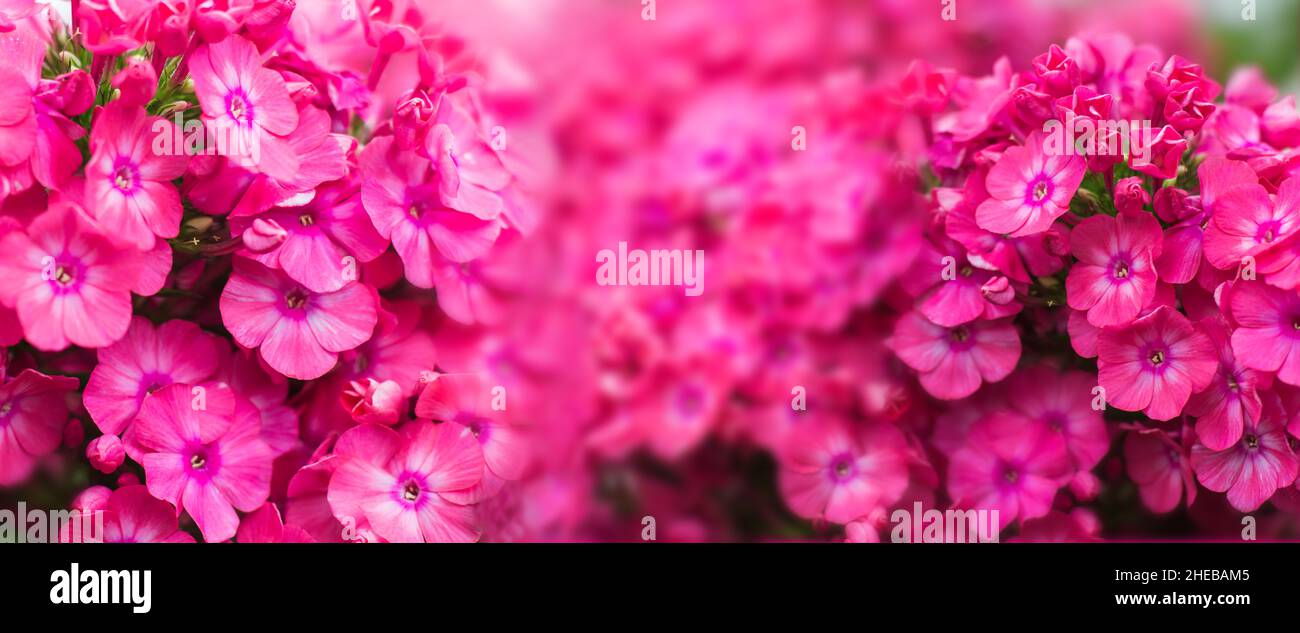 Arrangement de fleurs de printemps ou d'été de fleurs fraîches de fleurs de phlox rose vif.Le concept de fleurs festives avec espace à copier.Mise au point douce, macr Banque D'Images