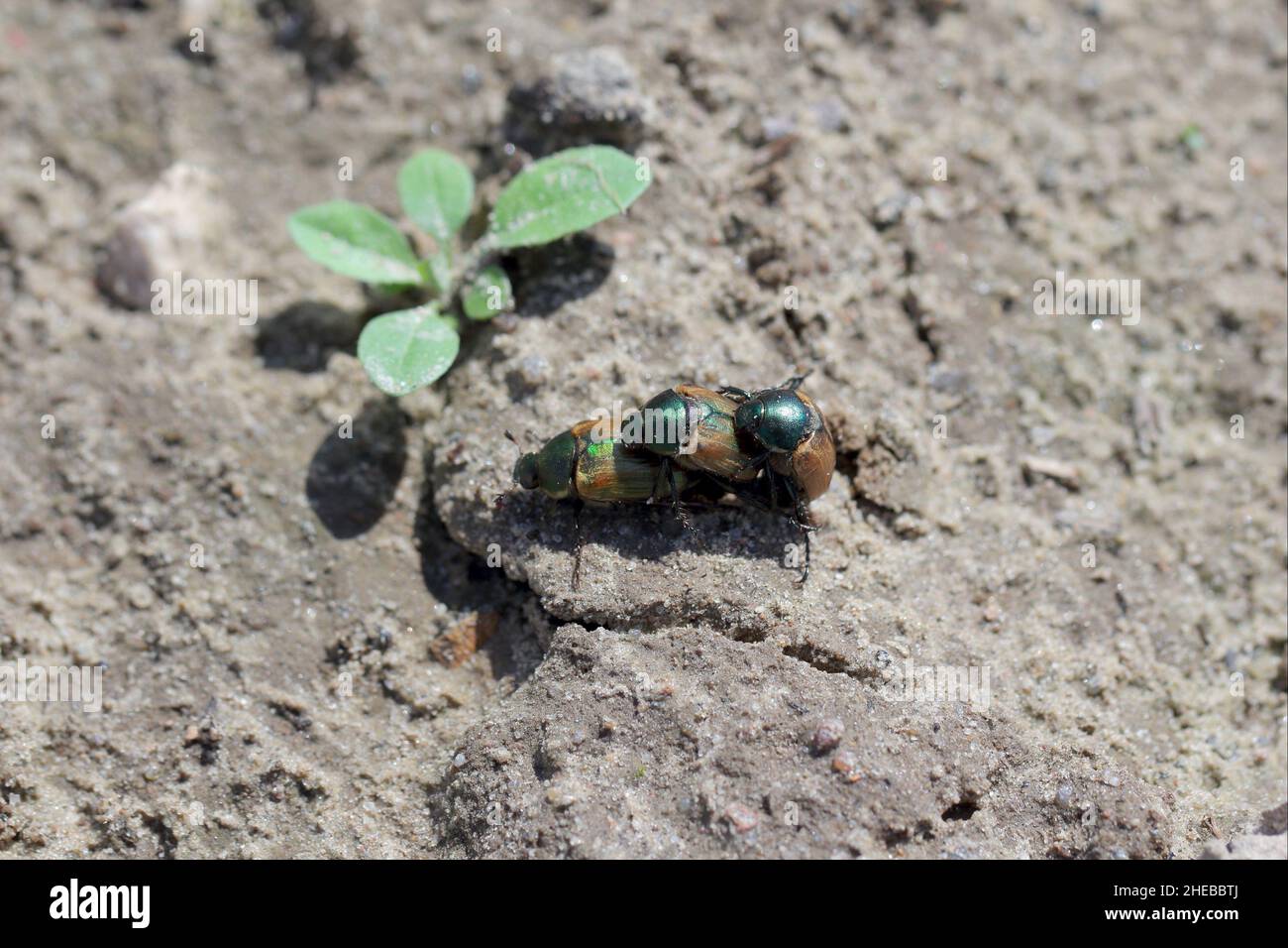 Le Vine chaser margé (nom latin : anomala dubia) sur le sol.Jeunes coléoptères après avoir émergé du sol pendant la reproduction.C'est un ravageur des cultures. Banque D'Images