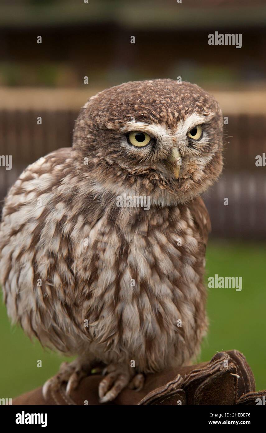 Hibou pygmée eurasien glaucidium passerinum avec des yeux jaunes Banque D'Images