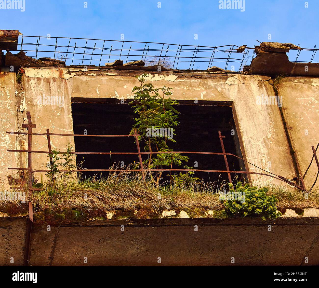 La nature de la vie continue même dans une maison abandonnée Banque D'Images