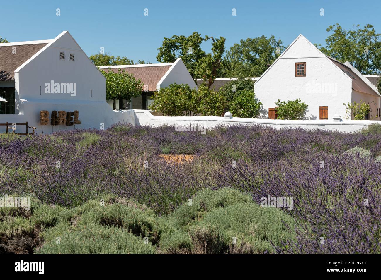 Lavande à l'extérieur du restaurant Babel à Babylonstoren, Franschhoek, Cap-Occidental, Afrique du Sud, 05 janvier 2022. Banque D'Images