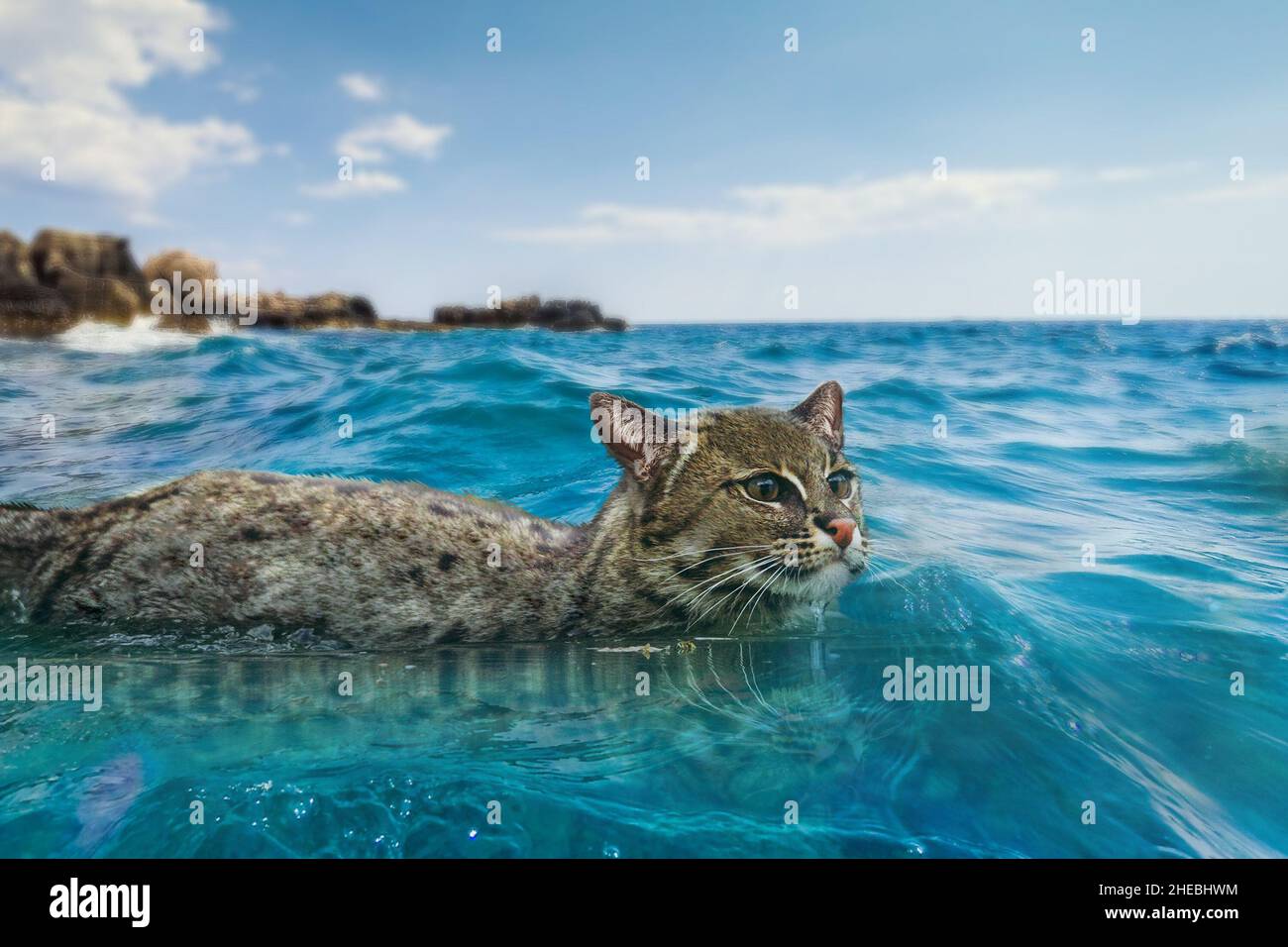 Chat nageant dans la mer, eau de mer.Chat extérieur à la plage. Banque D'Images