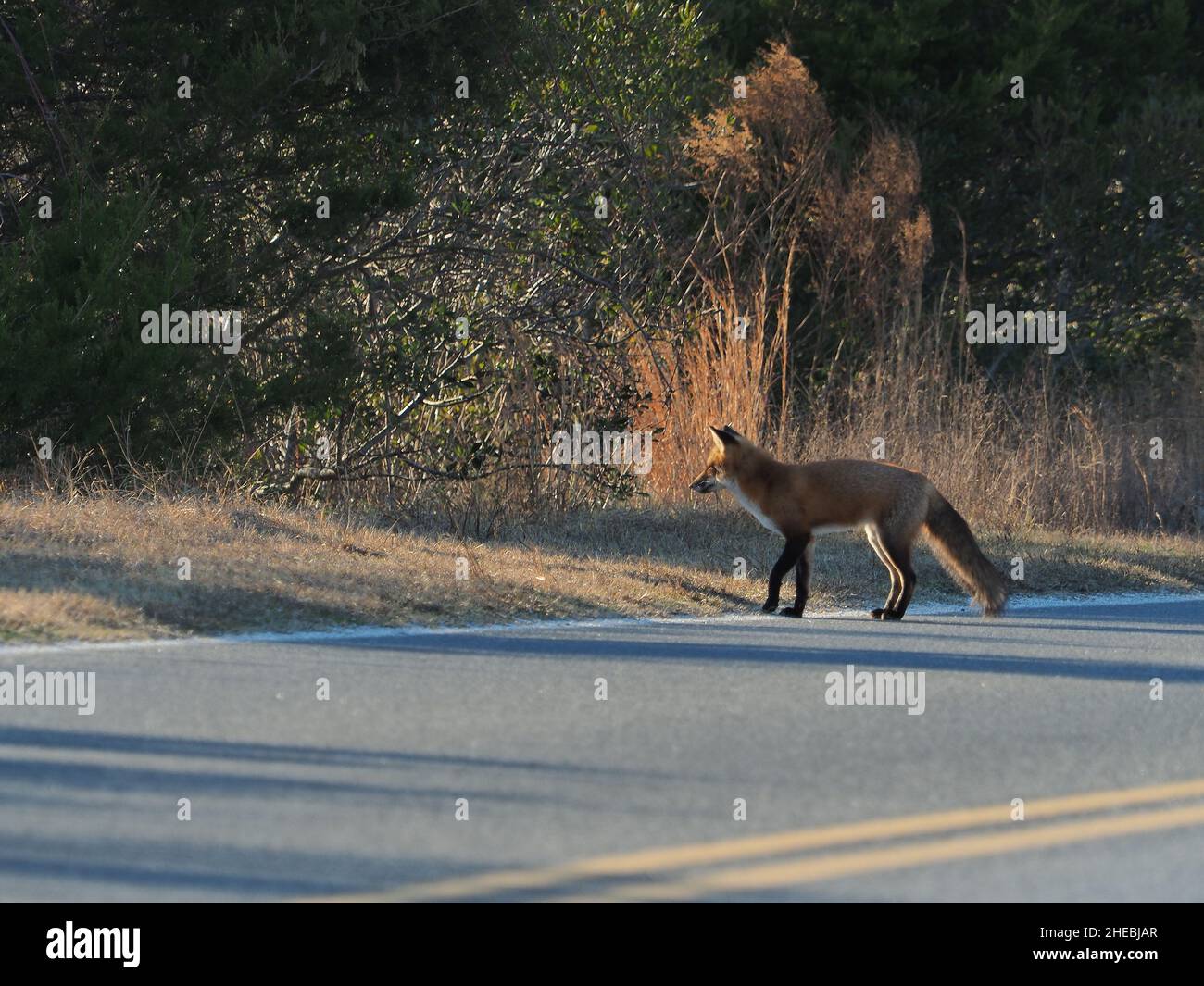 Un mâle rouge adulte marchant le long de la route du parc à Assateague Wildlife Refugee Banque D'Images