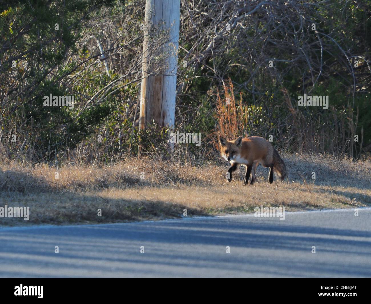 Un mâle rouge adulte marchant le long de la route du parc à Assateague Wildlife Refugee Banque D'Images
