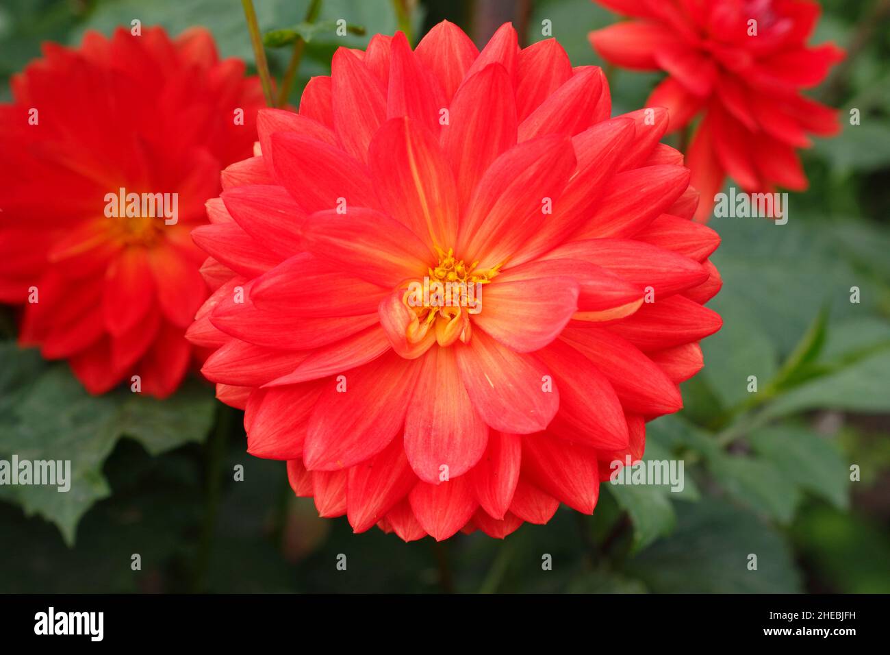 Dahlia Taratahi Ruby, un petit dahlia de type nénuphars qui fleurit en septembre.ROYAUME-UNI Banque D'Images