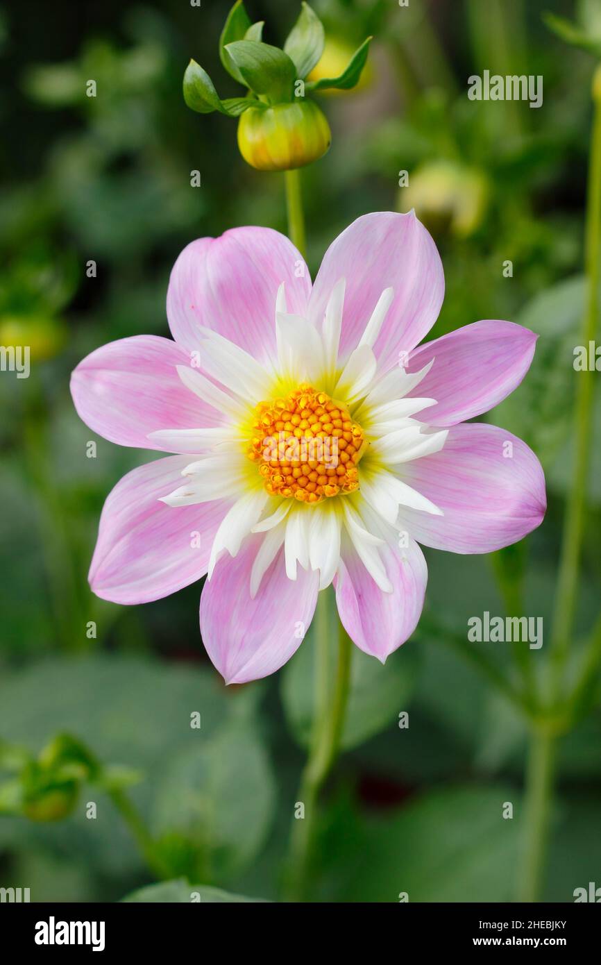 Dahlia Teesbrooke Audrey, une collarette dahlia floraison en septembre.ROYAUME-UNI Banque D'Images