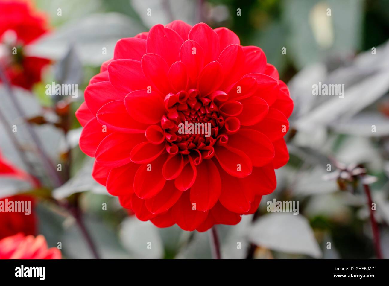 Dahlia 'Fire Mountain' miniature décorative avec fleurs rouges vives et feuillage foncé.ROYAUME-UNI Banque D'Images