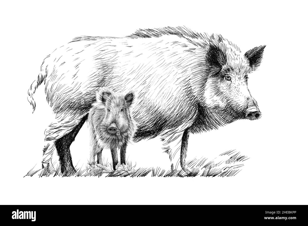 Sanglier A La Main Croquis Illustration Monochrome Graphique Sur Fond Blanc Originaux Pas De Traces Photo Stock Alamy