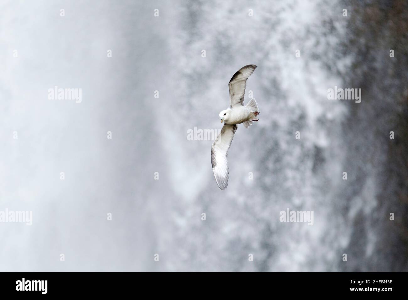 Fulmar du Nord (Fulmarus glacialis) en vol devant la cascade Skogafoss en Islande. Banque D'Images