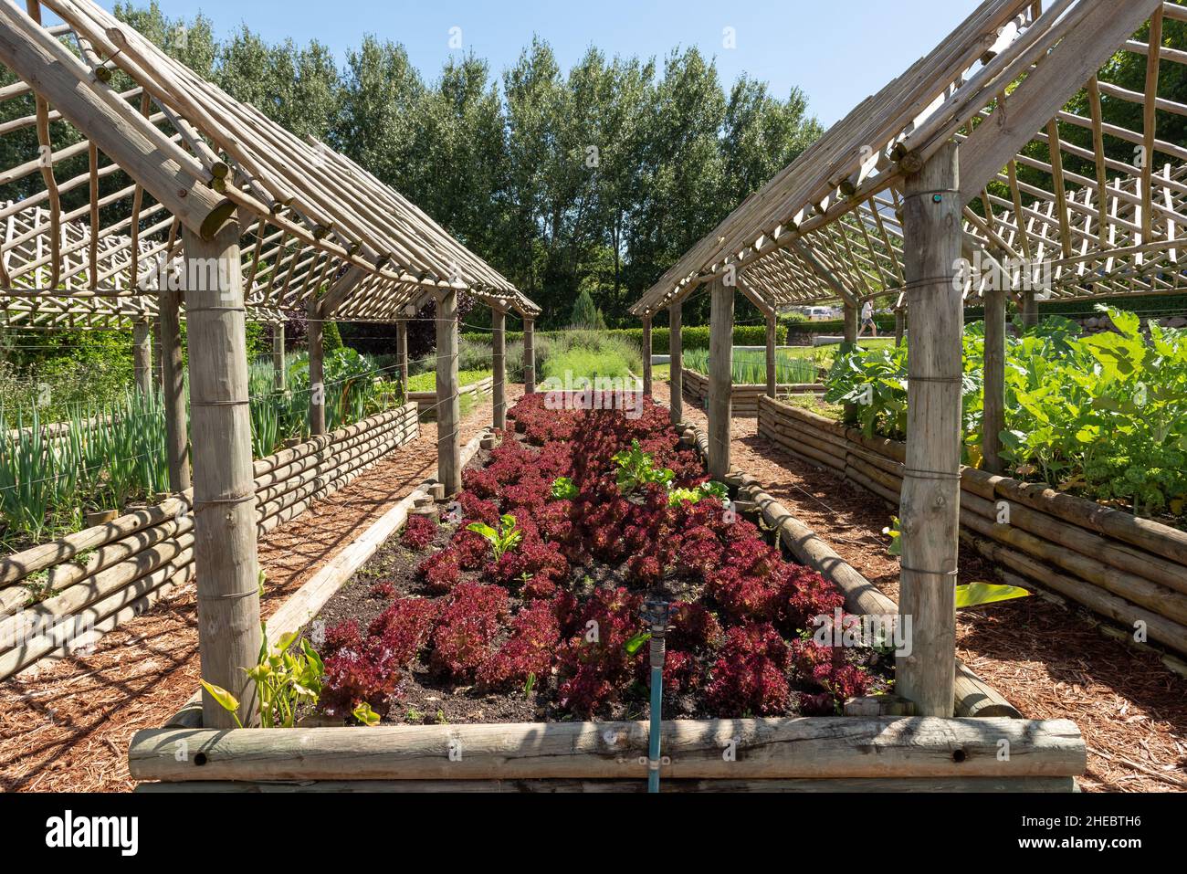 Lits de légumes surélevés au jardin potager de Boschendal Wine Estate, Franschhoek, Western Cape, Afrique du Sud, 03 janvier 2022. Banque D'Images