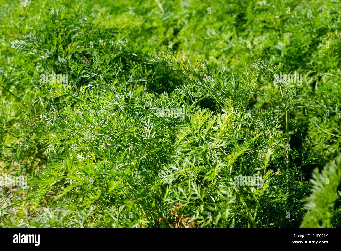 Carotte biologique.Feuilles vertes de carottes biologiques. Banque D'Images