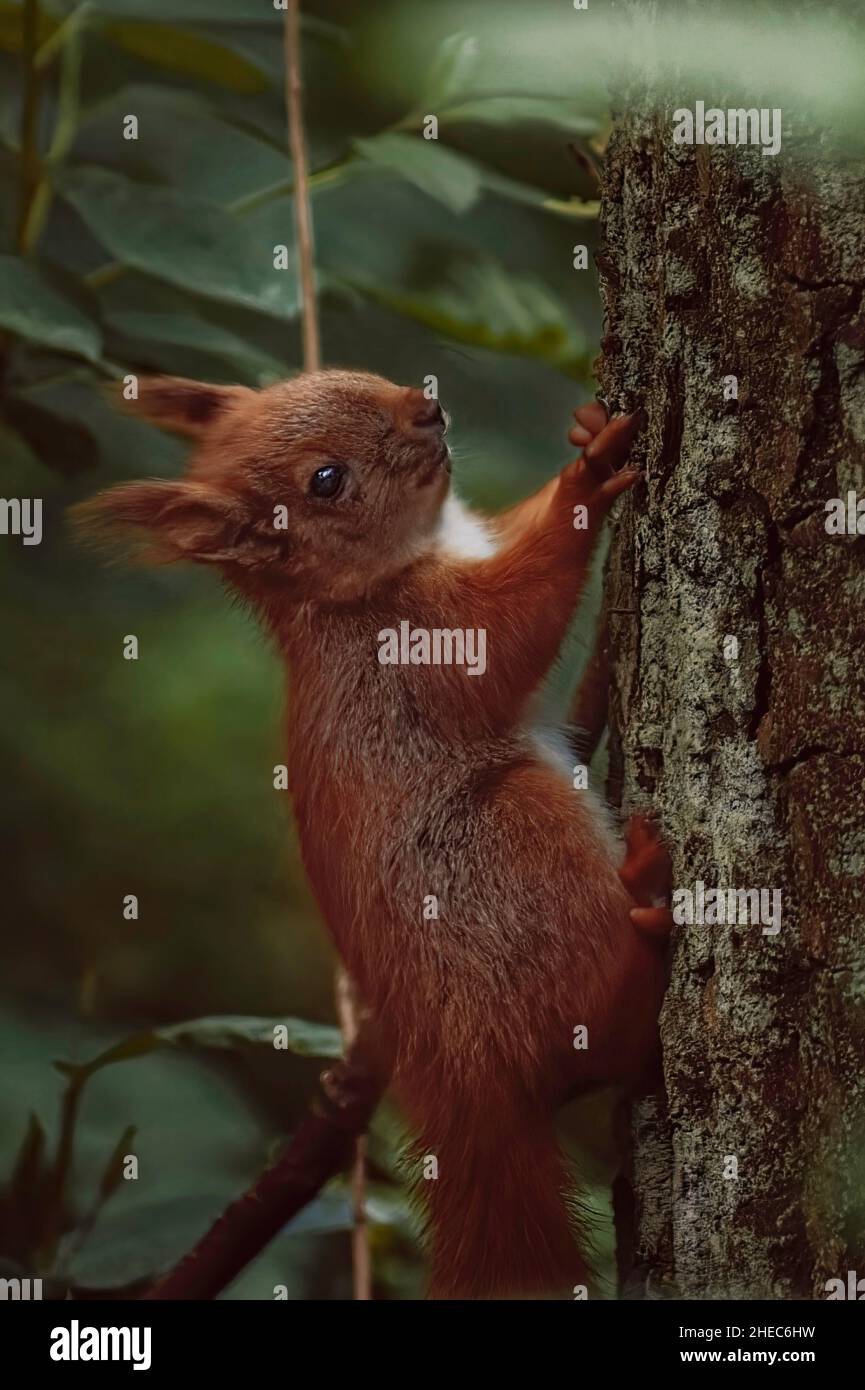 L'écureuil rouge eurasien (Sciurus vulgaris) escalade l'arbre - gros plan Banque D'Images