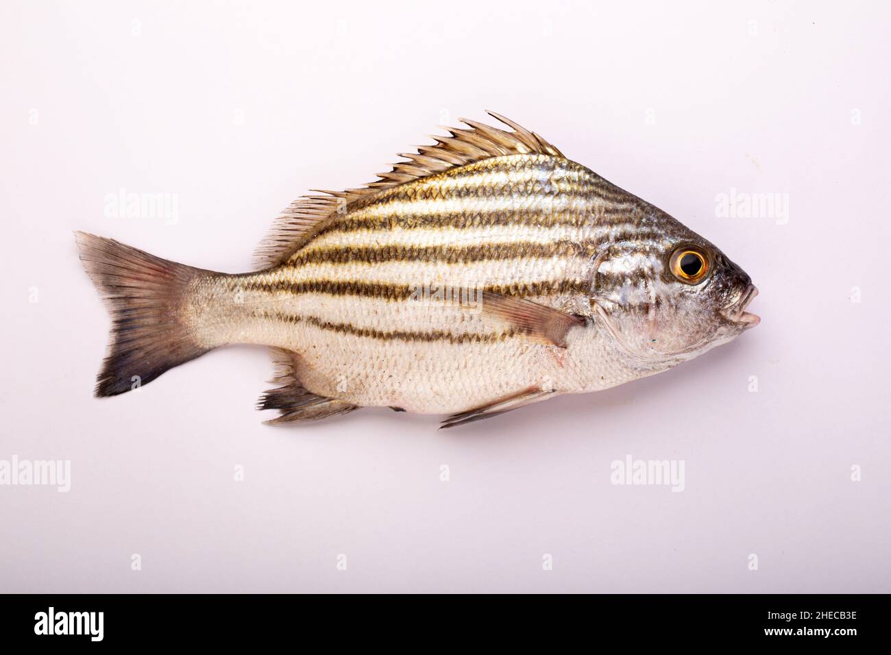 Poisson cru poisson d'eau douce que l'on trouve surtout dans le sud de l'Inde Banque D'Images