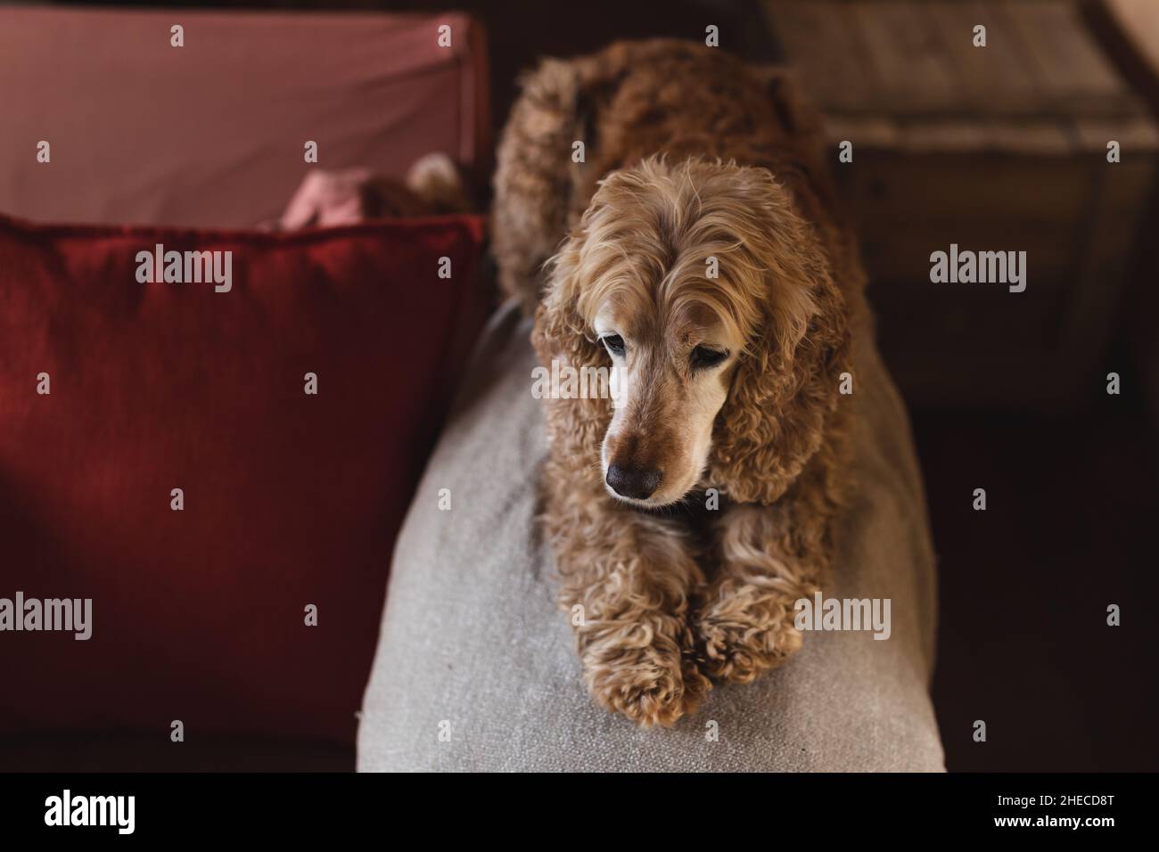 Vue en grand angle d'un chien poilu brun assis sur un oreiller à la maison Banque D'Images