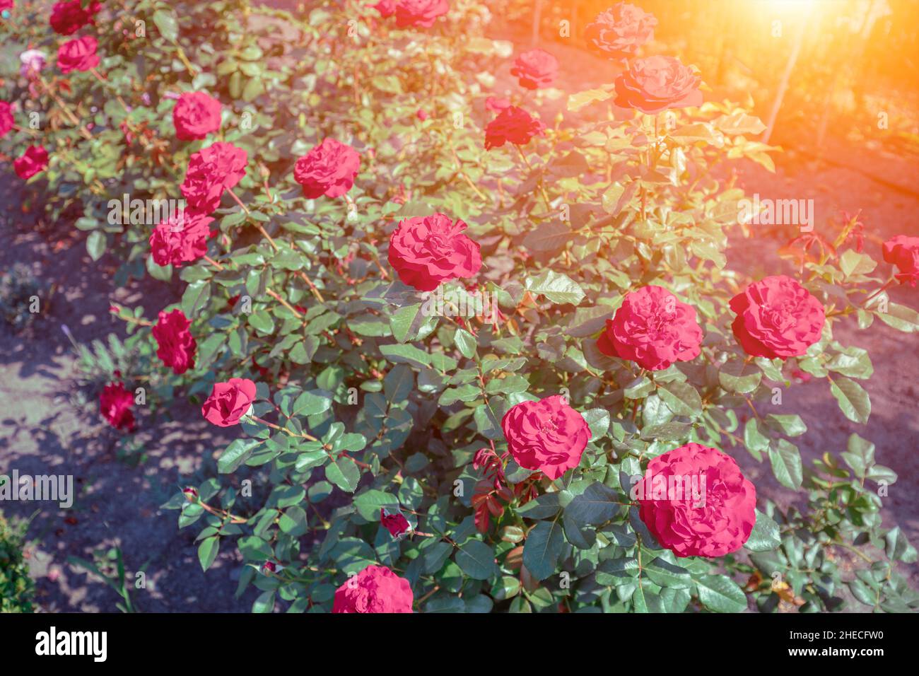 Rosier rouge en fleurs dans le jardin par une journée d'été Banque D'Images