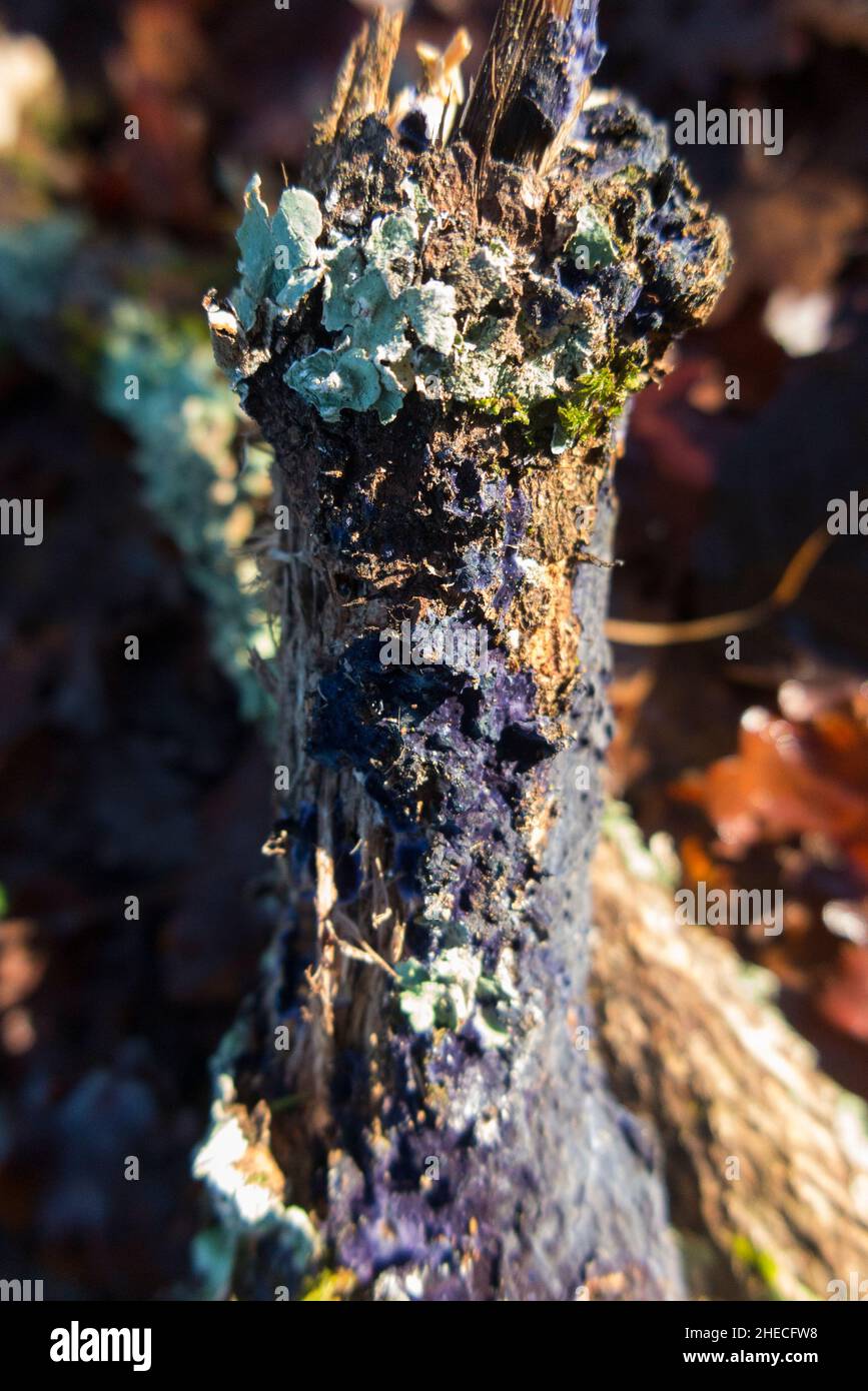 Un morceau de bois mort d'un arbre de feuillus feuillus dans un bois français, apparemment accueillant des croissances de lichen vert et un champignon bleu (peut-être Terana caerulea (ou Terana coerulea), communément connu sous le nom de champignon de la croûte de cobalt ou de la propagation du bleu de velours).(128) Banque D'Images