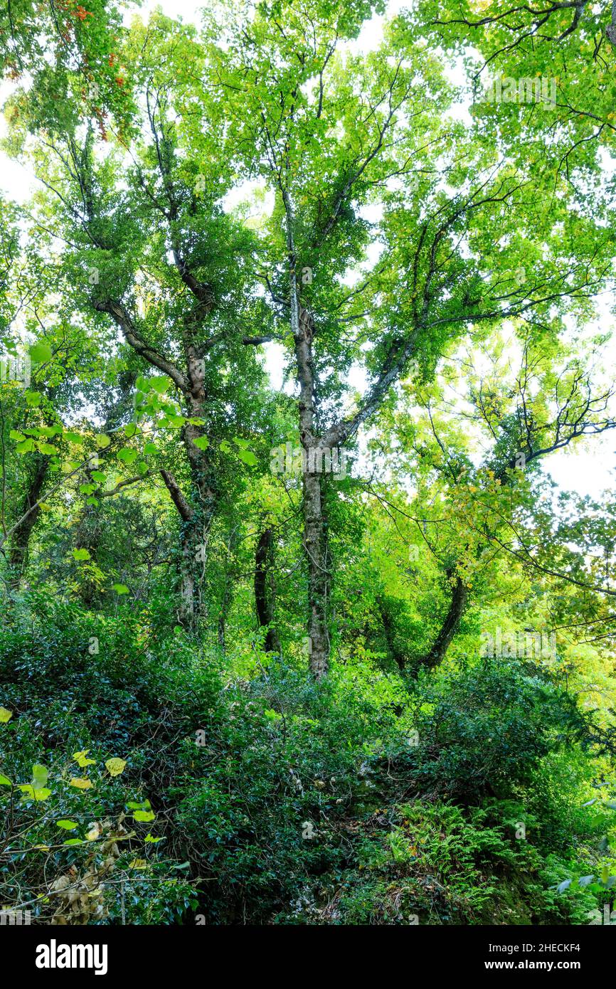 France, Var, Parc naturel régional de Sainte Baume, massif de la Sainte Baume, bois de hêtre relique sur le versant nord du massif // France, Var (83), Parc Banque D'Images