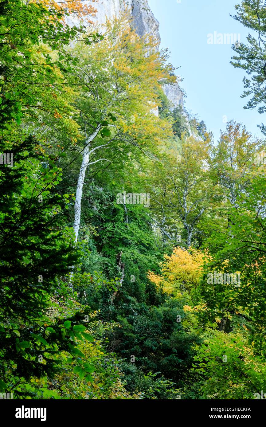 France, Var, Parc naturel régional de Sainte Baume, massif de la Sainte Baume, bois de hêtre relique sur le versant nord du massif // France, Var (83), Parc Banque D'Images