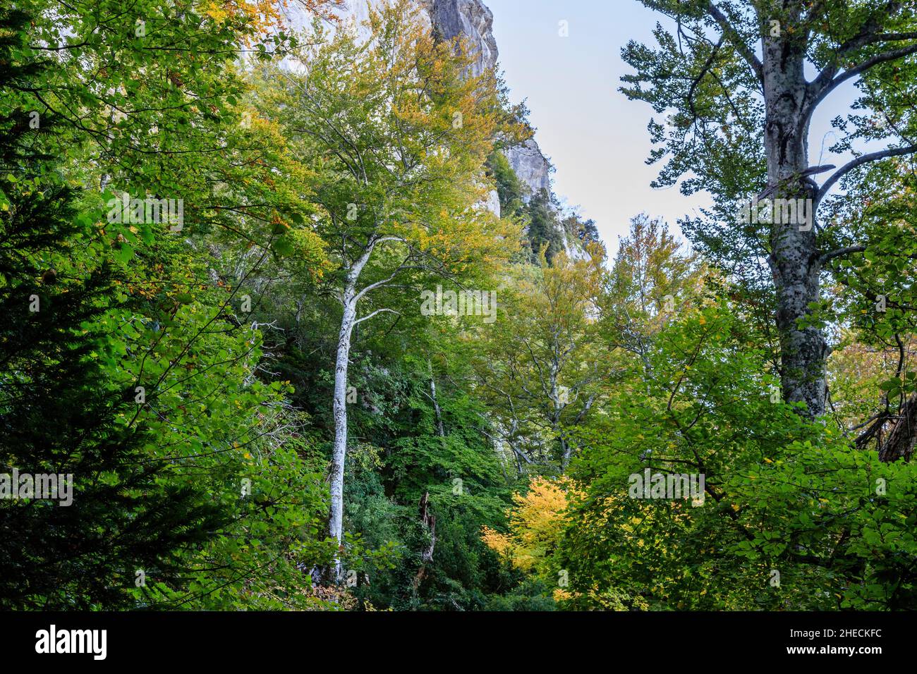 France, Var, Parc naturel régional de Sainte Baume, massif de la Sainte Baume, bois de hêtre relique sur le versant nord du massif // France, Var (83), Parc Banque D'Images