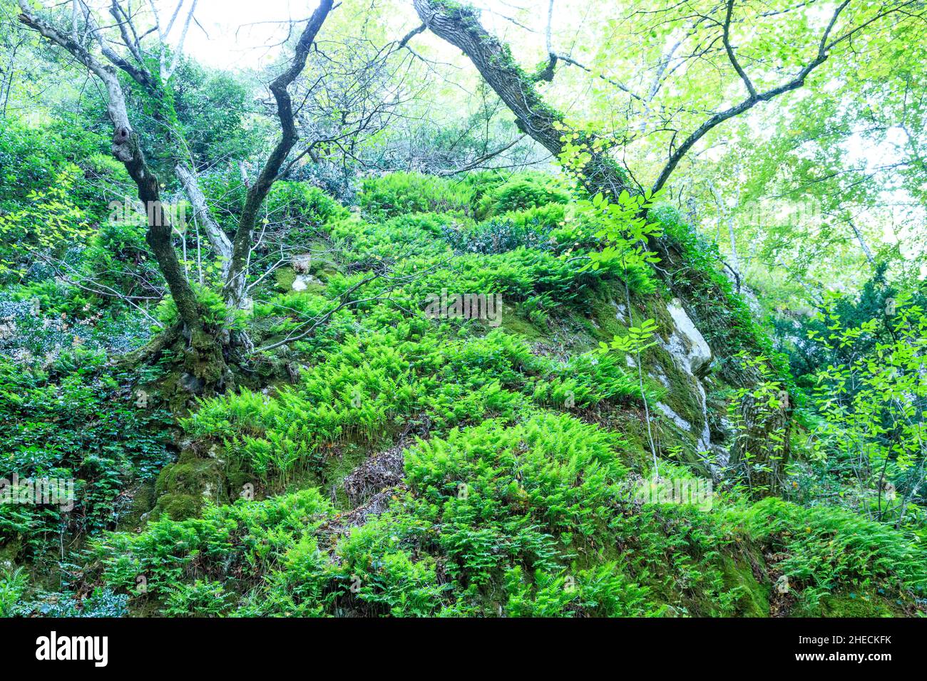 France, Var, Parc naturel régional de Sainte Baume, massif de la Sainte Baume, bois de hêtre relique sur le versant nord du massif // France, Var (83), Parc Banque D'Images