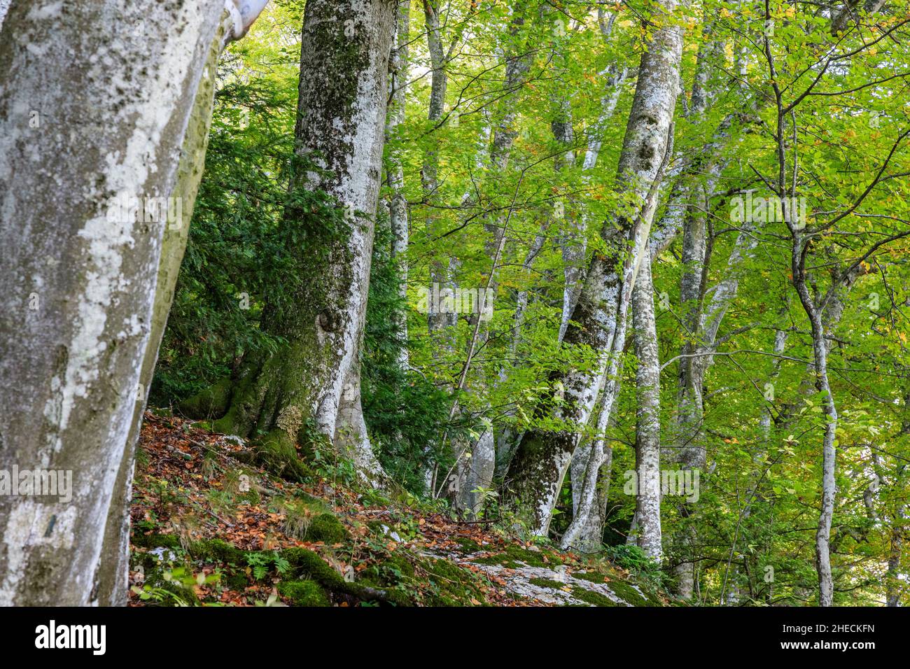 France, Var, Parc naturel régional de Sainte Baume, massif de la Sainte Baume, bois de hêtre relique sur le versant nord du massif // France, Var (83), Parc Banque D'Images