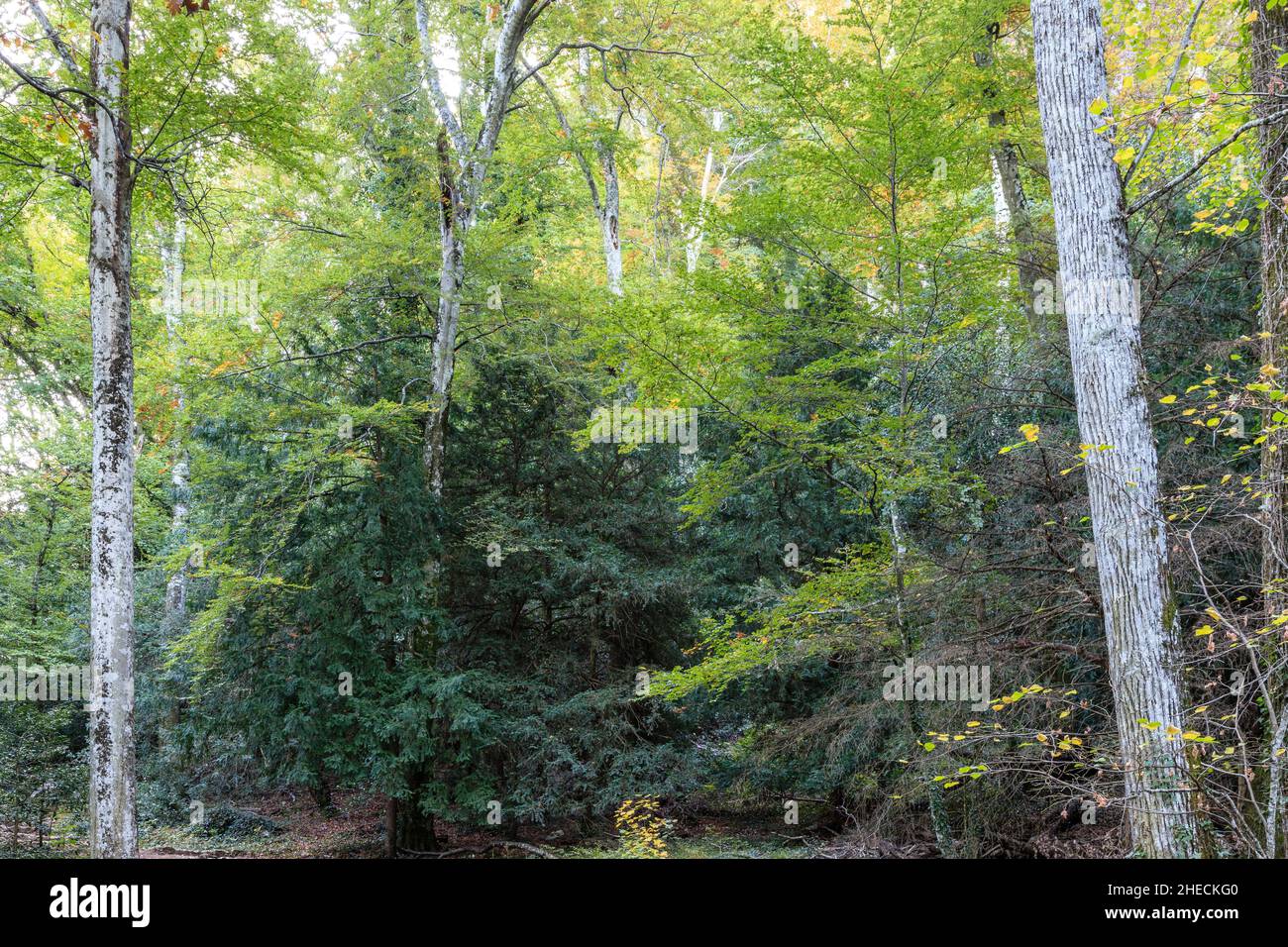 France, Var, Parc naturel régional de Sainte Baume, massif de la Sainte Baume, bois de hêtre relique sur le versant nord du massif // France, Var (83), Parc Banque D'Images