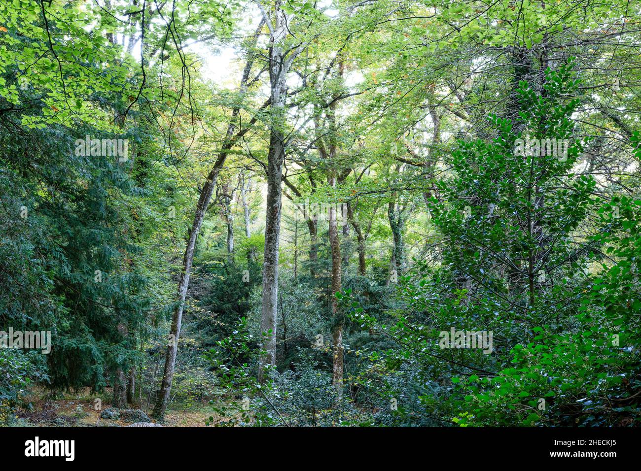 France, Var, Parc naturel régional de Sainte Baume, massif de la Sainte Baume, bois de hêtre relique sur le versant nord du massif // France, Var (83), Parc Banque D'Images