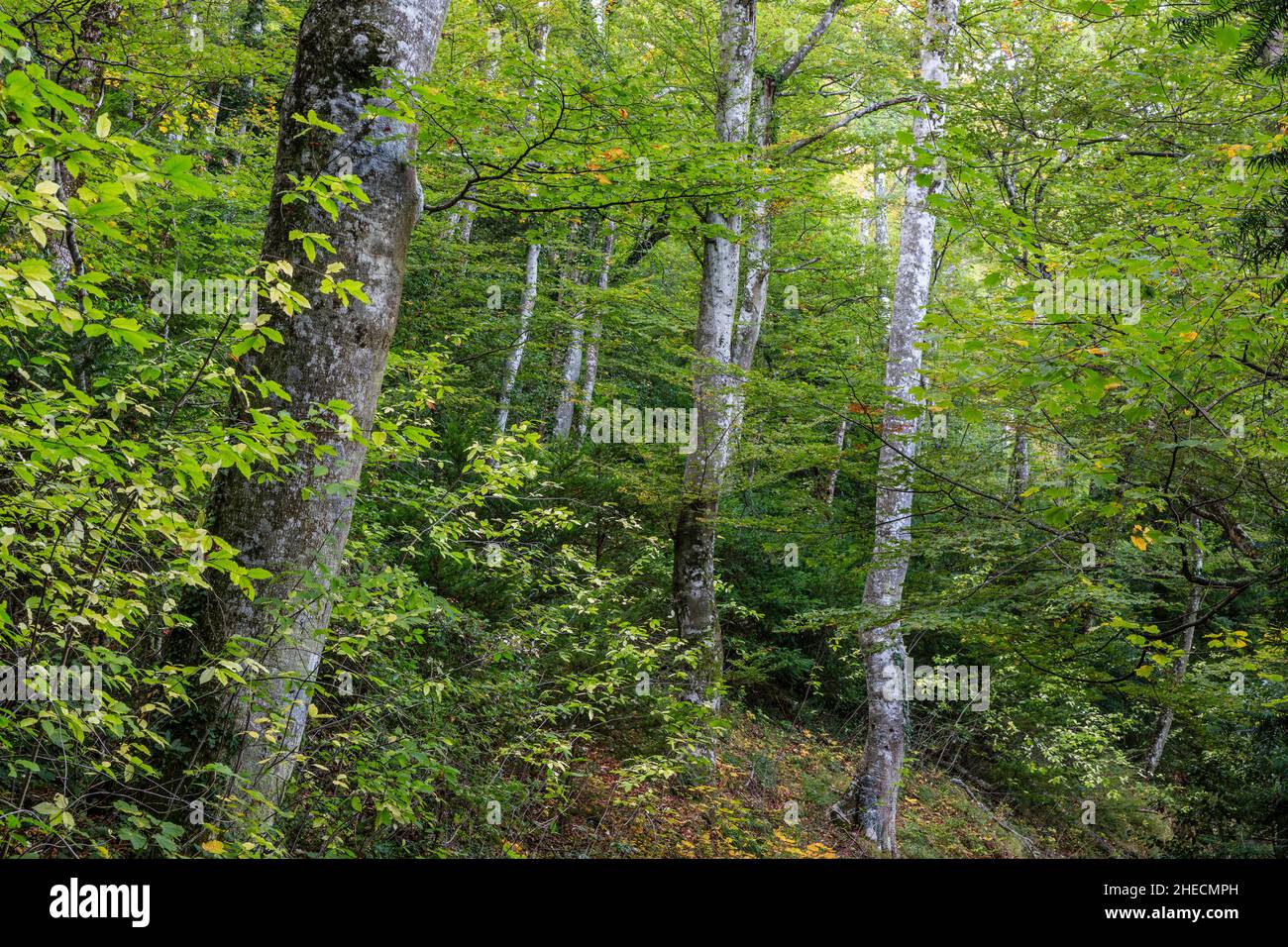 France, Var, Parc naturel régional de Sainte Baume, massif de la Sainte Baume, bois de hêtre relique sur le versant nord du massif // France, Var (83), Parc Banque D'Images