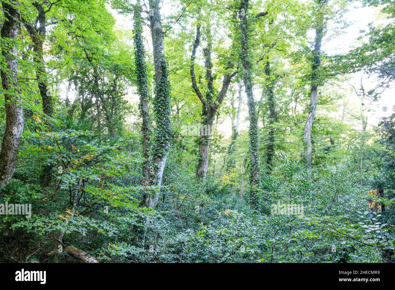 France, Var, Parc naturel régional de Sainte Baume, massif de la Sainte Baume, bois de hêtre relique sur le versant nord du massif // France, Var (83), Parc Banque D'Images