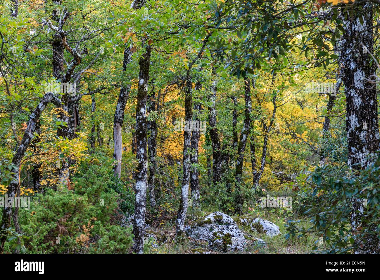 France, Var, Parc naturel régional de Sainte Baume, massif de la Sainte Baume, Forêt d'Etat de Sainte Baume, Forêt de chênes // France, Var (83), Parc naturel Banque D'Images