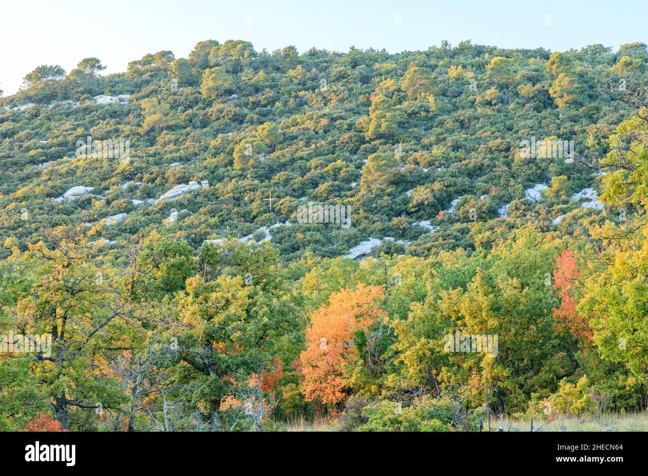 France, Var, Parc naturel régional de Sainte Baume, massif de la Sainte Baume, Forêt d'Etat de Sainte Baume, Forêt de chênes // France, Var (83), Parc naturel Banque D'Images