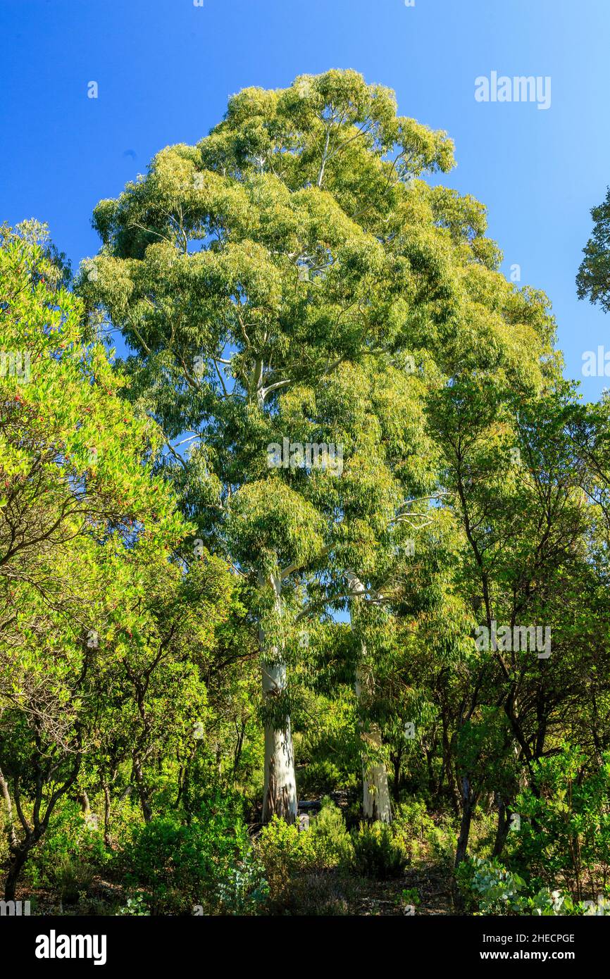 France, Var, massif des Maures, Collobrières, massif forestier,Plantation d'eucalyptus // France, Var (83), massif des Maures, Collobrières, massif forestier Banque D'Images
