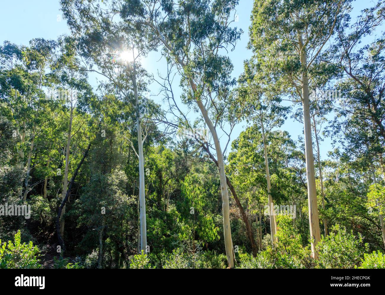France, Var, massif des Maures, Collobrières, massif forestier,Plantation d'eucalyptus // France, Var (83), massif des Maures, Collobrières, massif forestier Banque D'Images