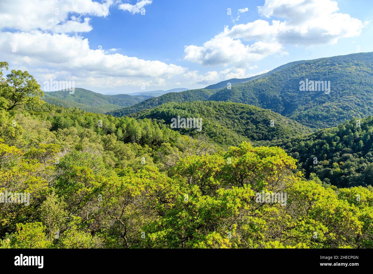 France, Var, massif des Maures, Collobrières, massif forestier,pins (Pinus) et chênes-lièges (Quercus suber) // France, Var (83), massif des Maures, Banque D'Images