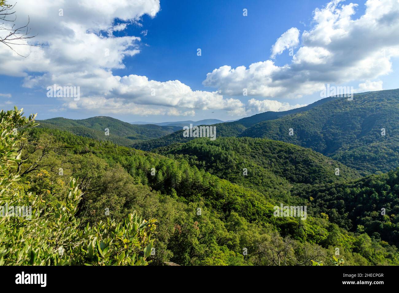 France, Var, massif des Maures, Collobrières, massif forestier,pins (Pinus) et chênes-lièges (Quercus suber) // France, Var (83), massif des Maures, Banque D'Images