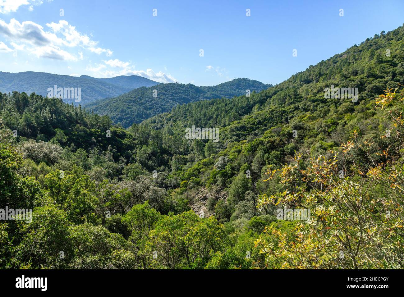 France, Var, massif des Maures, Collobrières, massif forestier,pins (Pinus) et chênes-lièges (Quercus suber) // France, Var (83), massif des Maures, Banque D'Images