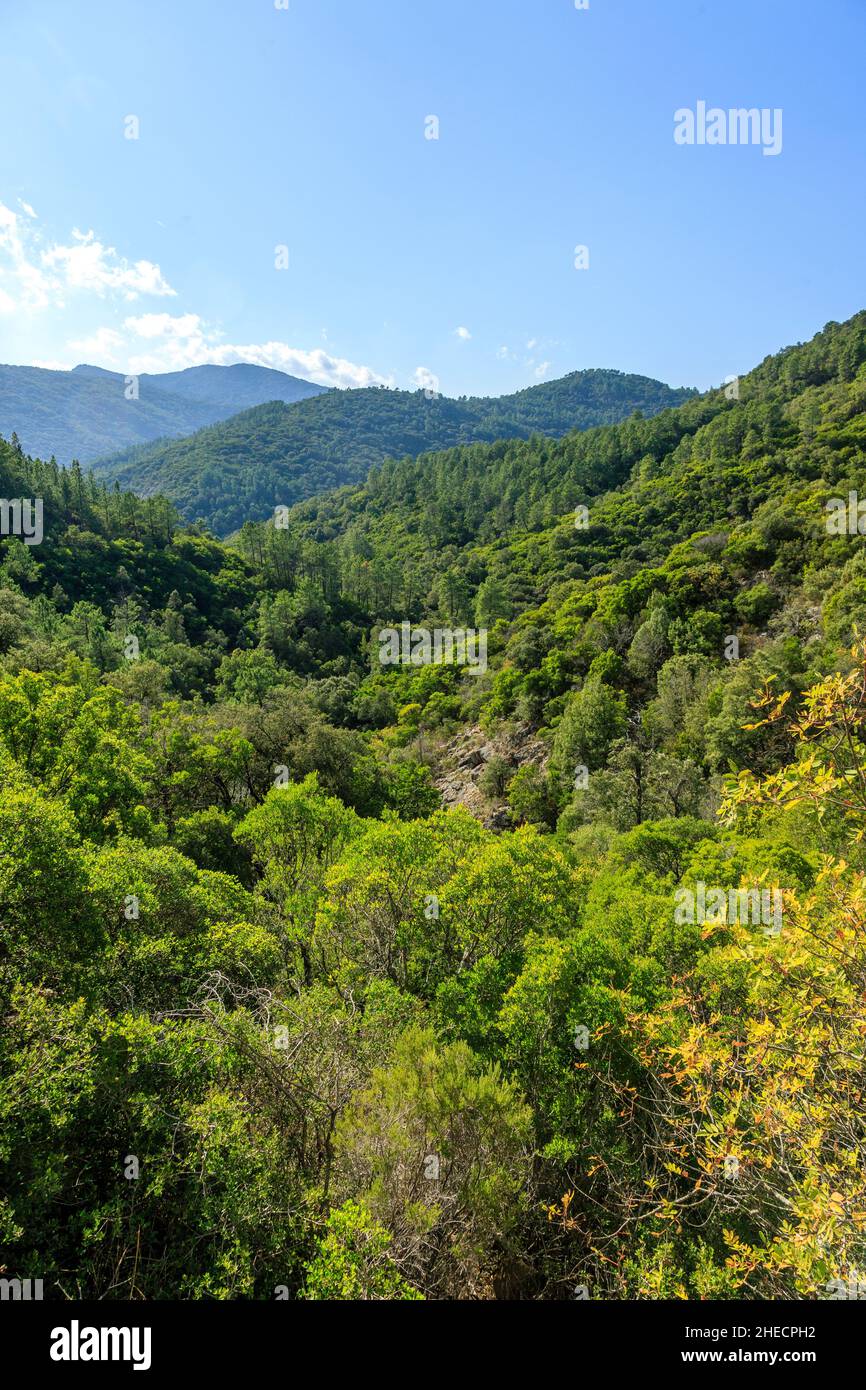 France, Var, massif des Maures, Collobrières, massif forestier,pins (Pinus) et chênes-lièges (Quercus suber) // France, Var (83), massif des Maures, Banque D'Images