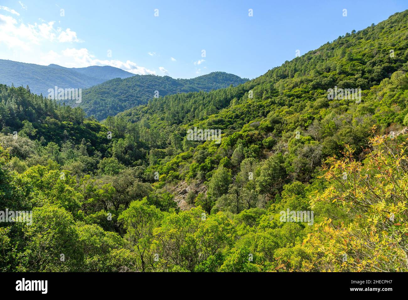 France, Var, massif des Maures, Collobrières, massif forestier,pins (Pinus) et chênes-lièges (Quercus suber) // France, Var (83), massif des Maures, Banque D'Images