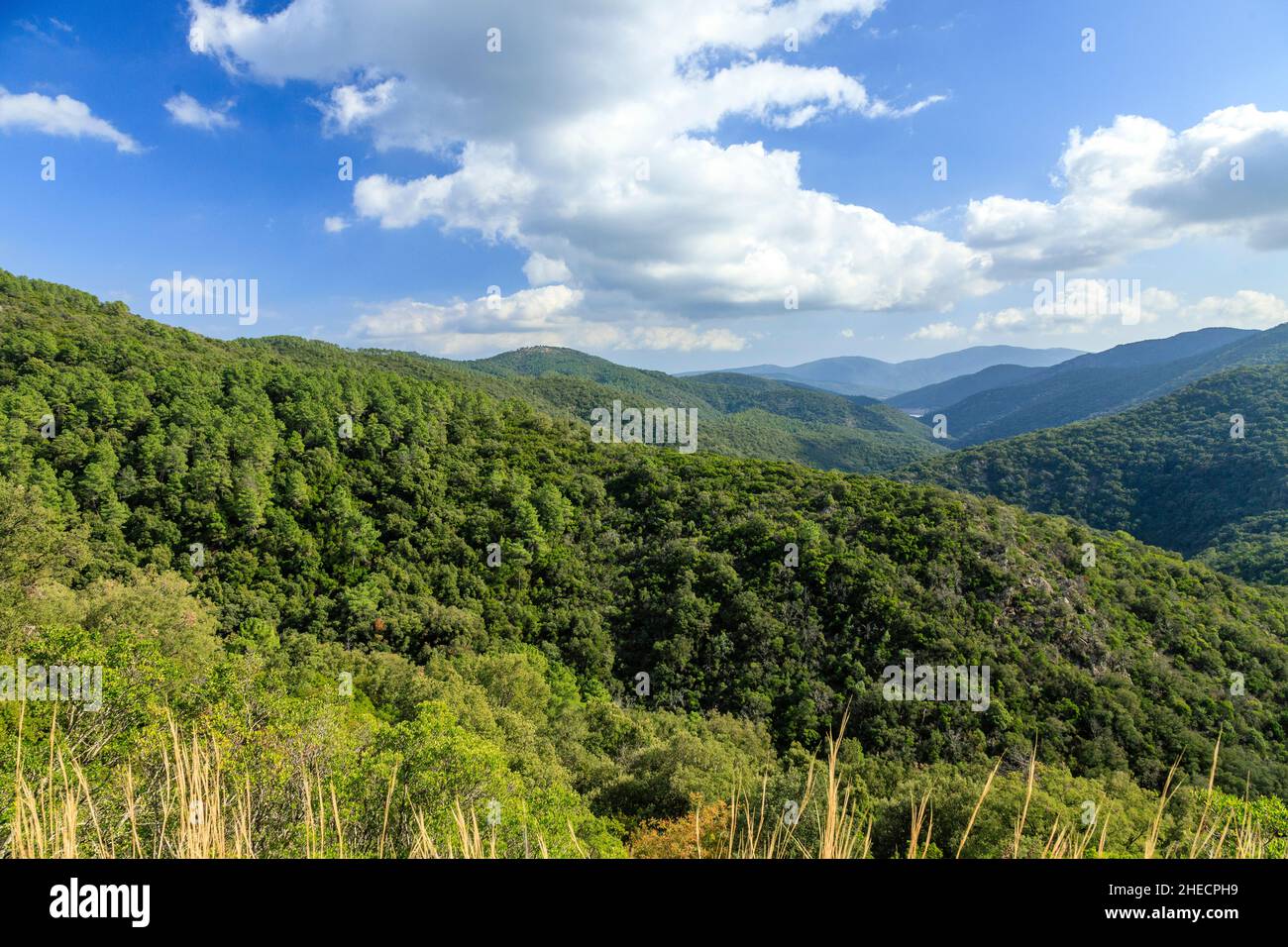 France, Var, massif des Maures, Collobrières, massif forestier,pins (Pinus) et chênes-lièges (Quercus suber) // France, Var (83), massif des Maures, Banque D'Images