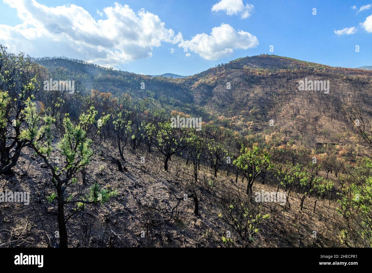 France, Var, massif des Maures, la Mole, massif des Maures après le feu d'été de 2021, repousse des chênes-lièges (Quercus suber) // France, Var (83 Banque D'Images
