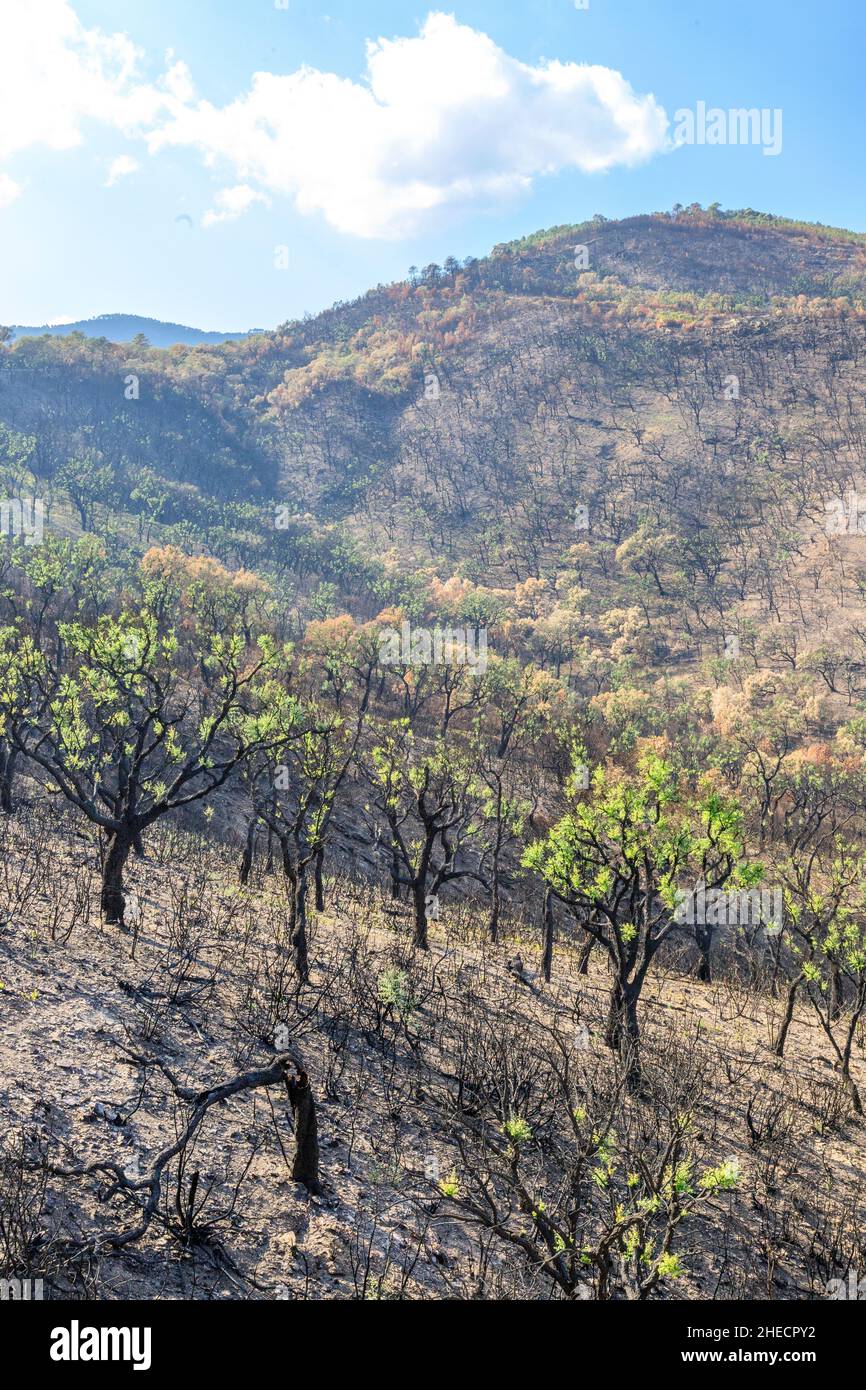 France, Var, massif des Maures, la Mole, massif des Maures après le feu d'été de 2021, repousse des chênes-lièges (Quercus suber) // France, Var (83 Banque D'Images