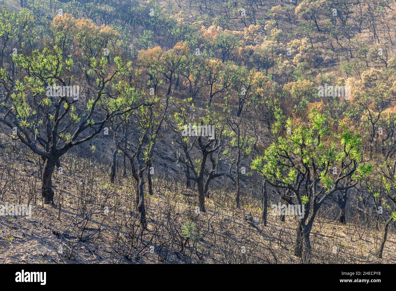 France, Var, massif des Maures, la Mole, massif des Maures après le feu d'été de 2021, repousse des chênes-lièges (Quercus suber) // France, Var (83 Banque D'Images