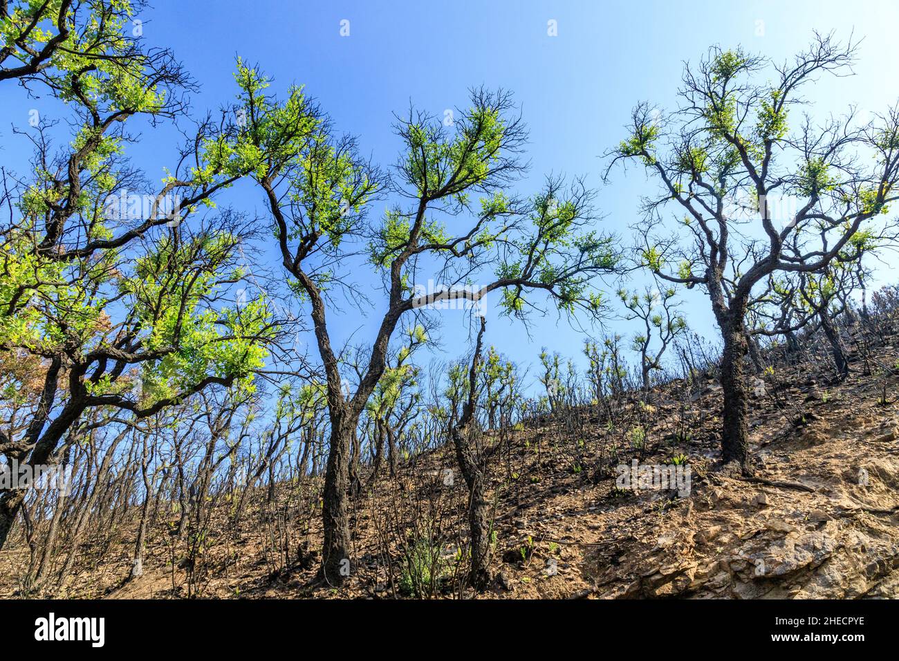 France, Var, massif des Maures, la Mole, massif des Maures après le feu d'été de 2021, repousse des chênes-lièges (Quercus suber) // France, Var (83 Banque D'Images
