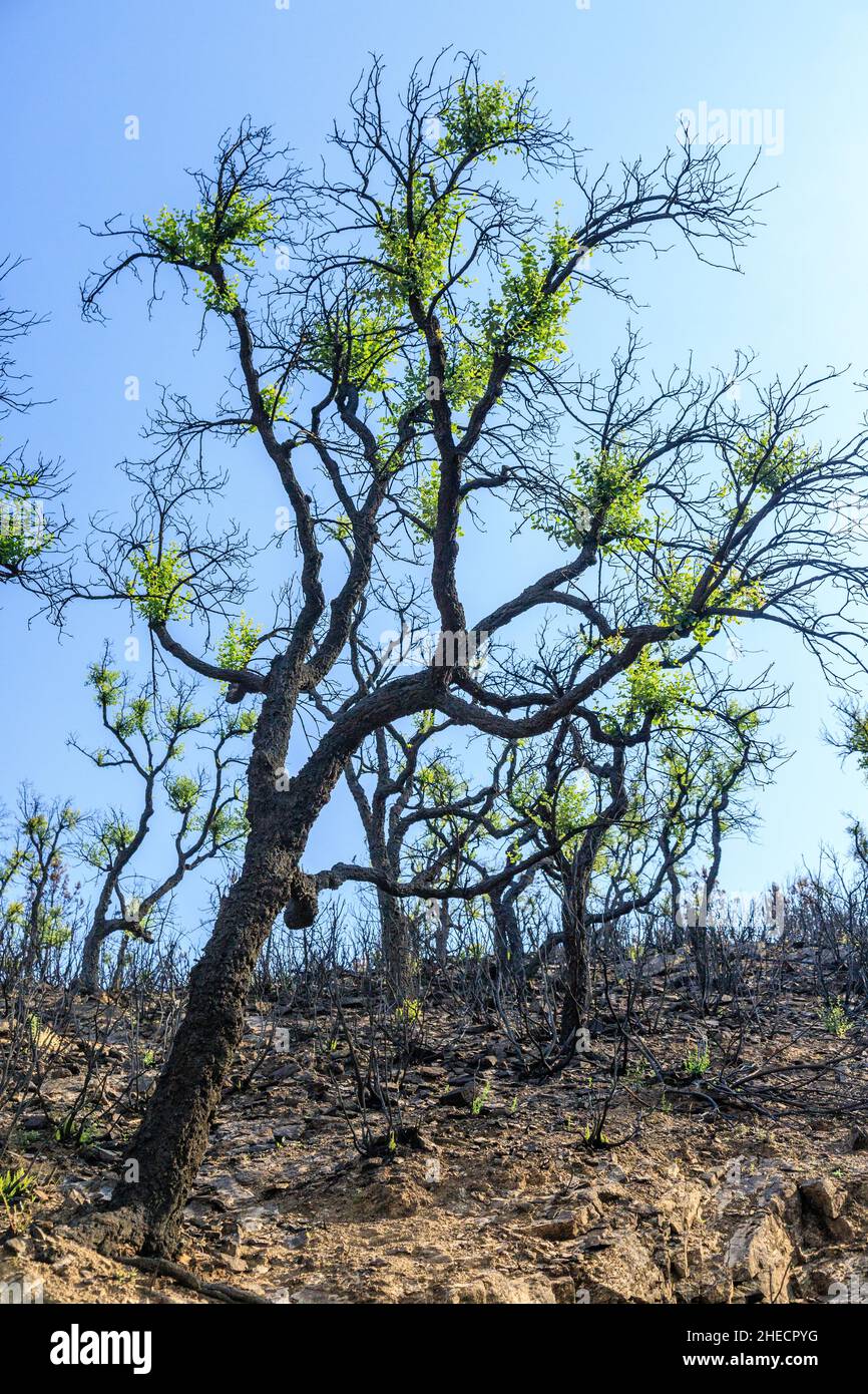 France, Var, massif des Maures, la Mole, massif des Maures après le feu d'été de 2021, repousse des chênes-lièges (Quercus suber) // France, Var (83 Banque D'Images