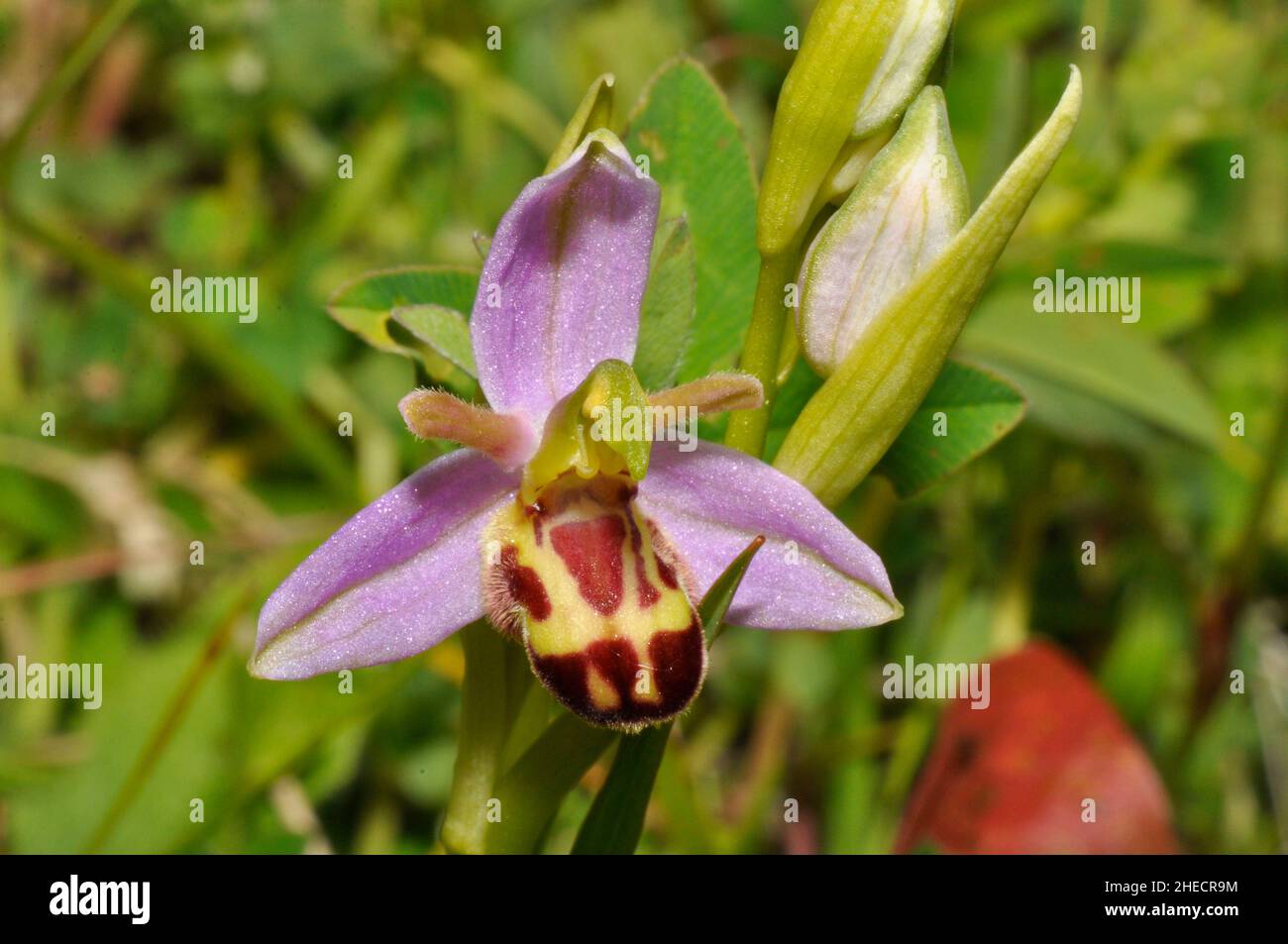 Abeille Orchid, Orphy apifera, large propagation au Royaume-Uni sur sol calcaire, floraison juin et juillet, Wiltshire, Angleterre, Grande-Bretagne. Banque D'Images