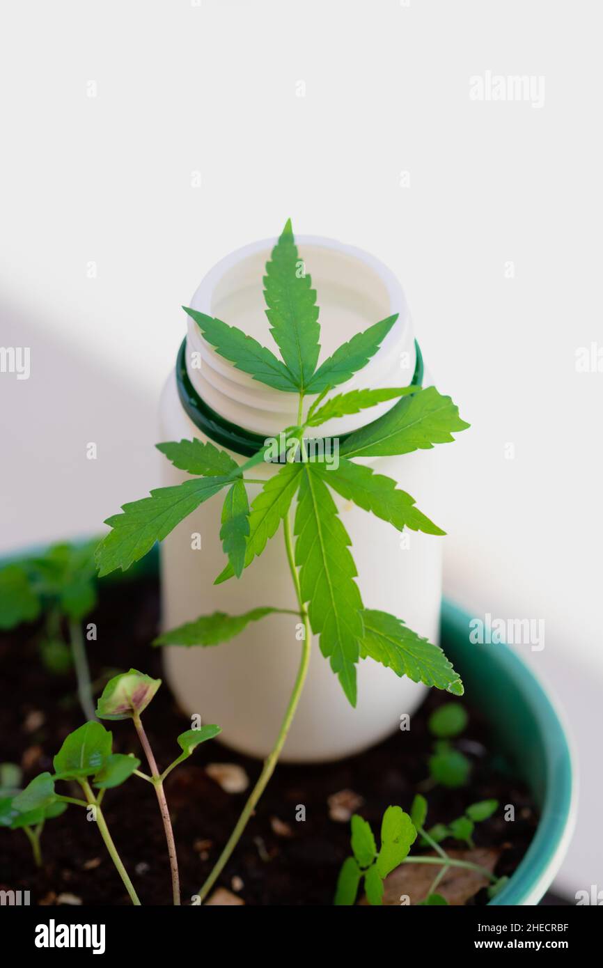 Composition du produit de cannabis à l'intérieur.Feuilles de chanvre et bouteille de médecine sur un fond naturel. Banque D'Images