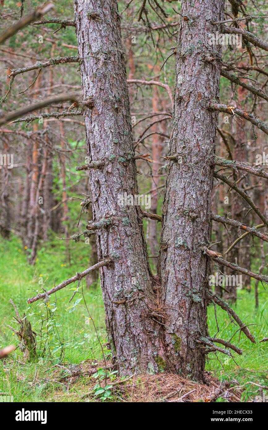 France, Lozère, les Bondons, site archéologique du Cham des Bondons, plateau calcaire qui concentre plus de 150 menhirs de granit Banque D'Images