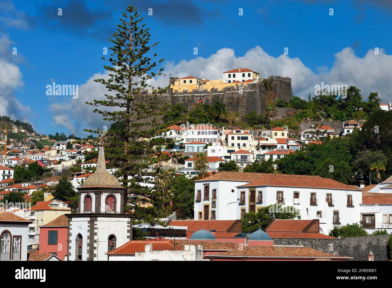 Portugal, île de Madère, Funchal, fort de Saint-Jean avec un dendroctone ou un pin de Norfolk (Araucaria heterophylla ou excelsa) Banque D'Images