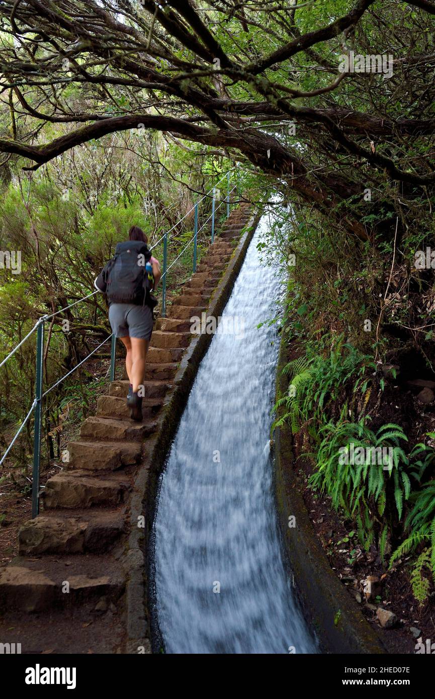 Portugal, île de Madère, randonnée dans la forêt de Raba?al par le levada do Alecrim, l'un des nombreux canaux d'irrigation qui guident l'eau des hautes terres aux terrasses cultivées dans le sud Banque D'Images