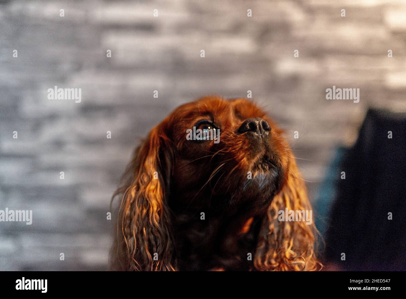 Chien brun de la race cavalier King Charles Spaniel, Hanovre, Basse-Saxe, Allemagne Banque D'Images